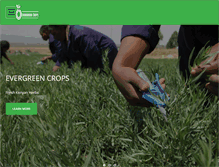 Tablet Screenshot of evergreencrops.com